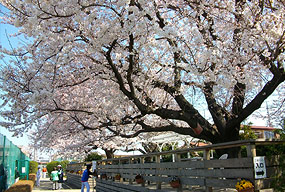 コート中央の桜満開